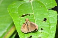 HESPERIIDAE, (Hesperiinae)